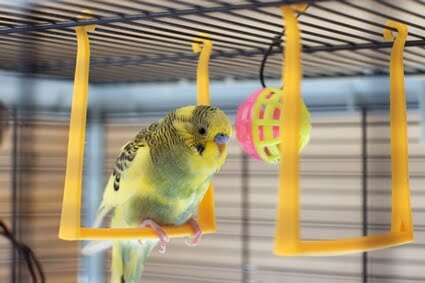 should a budgie’s cage be covered at night?