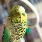 what does a healthy budgie look like?