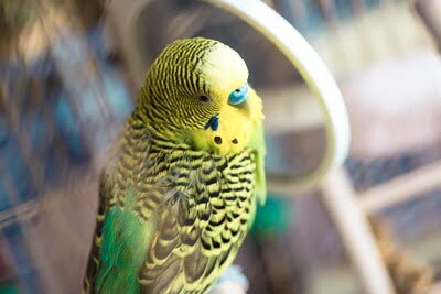 what does a healthy budgie look like?