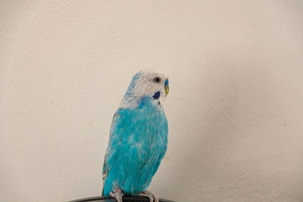 Why does my budgie face the wall?