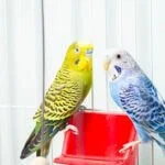 can budgies drink too much water?