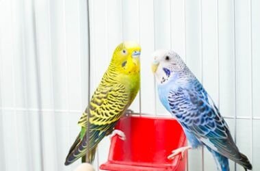 can budgies drink too much water?
