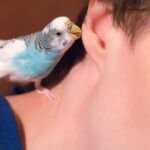 do budgies get attached to their owners?