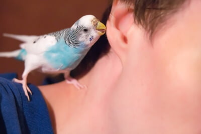 do budgies get attached to their owners?