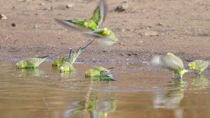 how much water should budgies drink?