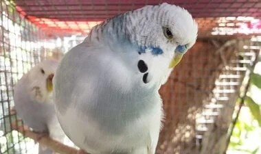 signs your budgies doesn't like you