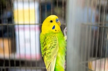 why does my budgie climb the cage?