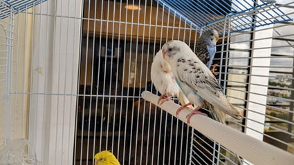 why does my budgie have runny poop?