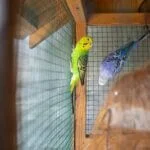 why does my budgie keep hanging upside down?