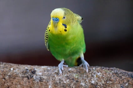 why does my budgie not like me anymore?