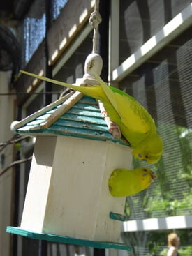 Why is my budgie hanging on the cage?