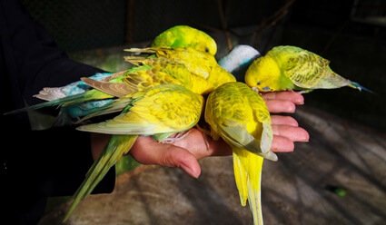 do budgies eat more when molting?