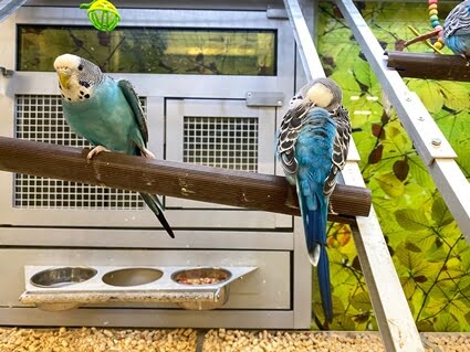 food for molting budgies