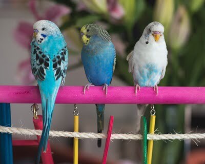 how far can budgies see?