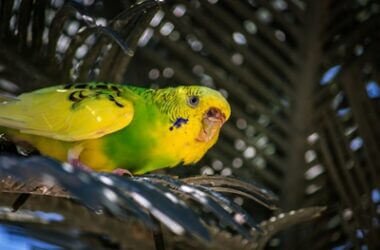 what causes bumblefoot in budgies?