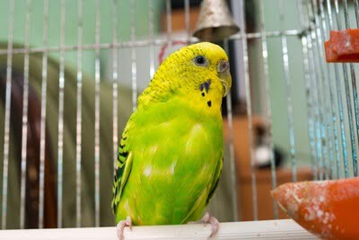 what causes sour crops in budgies?