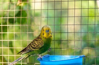 what to feed a molting budgie
