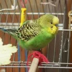 why do budgies cough?