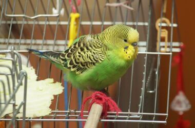 why do budgies cough?