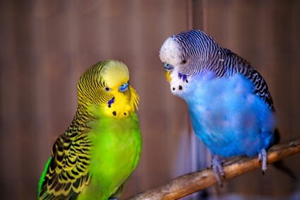 why is my budgie coughing?