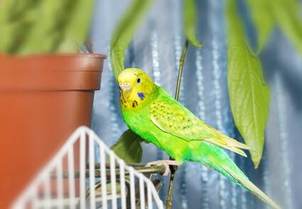 why is my budgie losing balance?