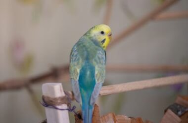 why is my budgie stretching its neck?