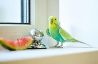 can you give budgies melon?