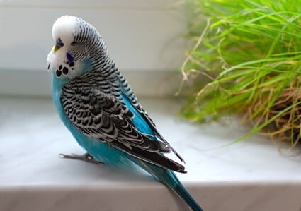 what is toxic for budgies?